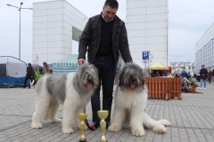 Romanian-Mioritic-Shepherd-Dog