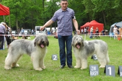 romanian-shepherd-dog-show-mioritic