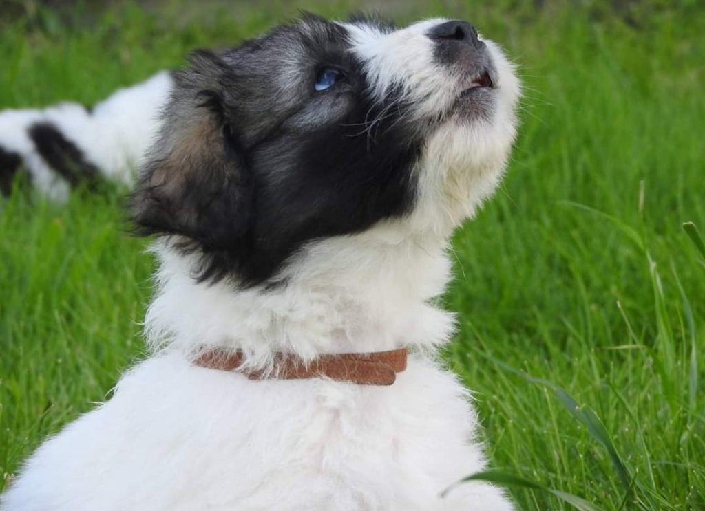 Owczarek Rumuński Romanian Mioritic Shepherd Dog