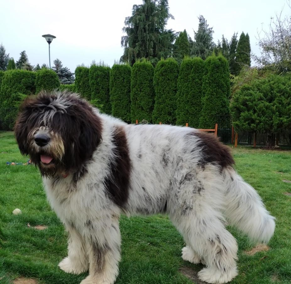 Owczarek Rumuński Romanian Mioritic Shepherd Dog